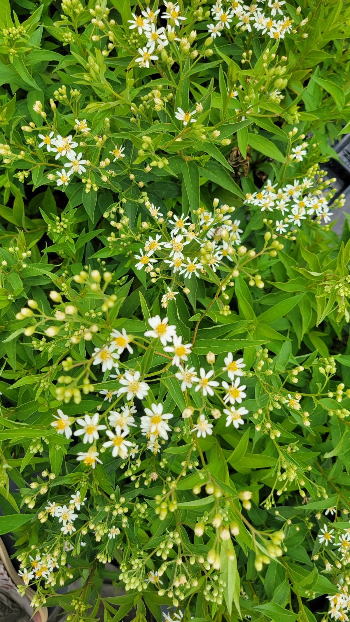 False Aster Boltonia asteroides - False Aster – New Leaf Natives