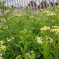 Boltonia asteroides - False Aster