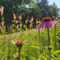 Echinacea purpurea - Purple Coneflower