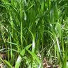 Diarrhena obovata - Beak Grass