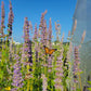 Agastache foeniculum - Anise Hyssop