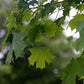 Acer saccharum - Sugar Maple