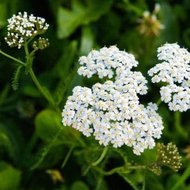 Achillea millefolium - Yarrow