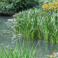 Acorus americanus - Sweet Flag