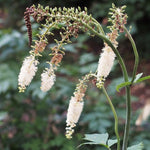 Cimicifuga racemosa - Black Cohosh - 3" Pot