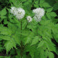 Actaea rubra - Red Baneberry
