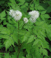 Actaea rubra - Red Baneberry