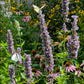 Agastache foeniculum - Anise Hyssop
