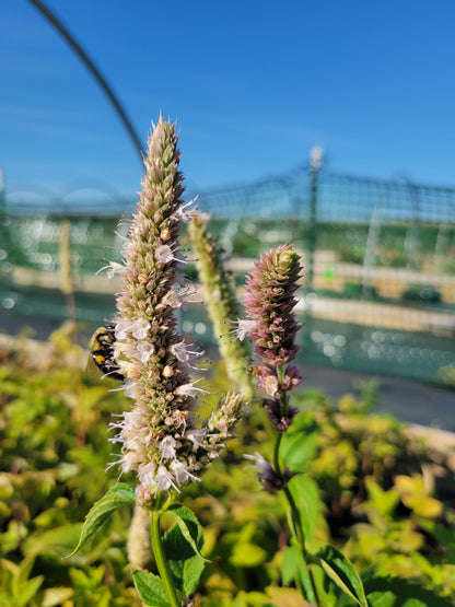 Agastache scrophulariifolia - Purple Giant Hyssop - 38 Plug Tray