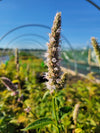 Agastache scrophulariifolia - Purple Giant Hyssop
