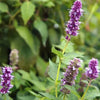 Agastache foeniculum - Anise Hyssop