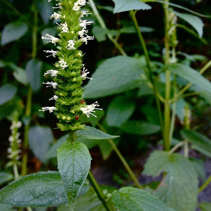 Agastache nepetoides - Yellow Giant Hyssop