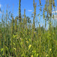 Agastache nepetoides - Yellow Giant Hyssop - 3" Pot