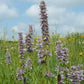 Agastache scrophulariifolia - Purple Giant Hyssop