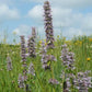 Agastache scrophulariifolia - Purple Giant Hyssop - 38 Plug Tray