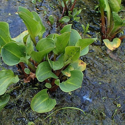 Alisma subcordatum - Mud Plantain - 3" Pot