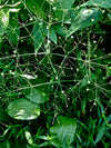 Alisma subcordatum - Mud Plantain