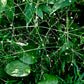 Alisma subcordatum - Mud Plantain - 3" Pot