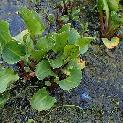 Alisma subcordatum - Mud Plantain - 38 Plug Tray