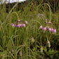 Allium cernuum - Nodding Onion