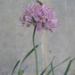 Allium stellatum - Prairie Onion - 3" Pot