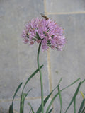 Allium stellatum - Prairie Onion - 3" Pot