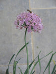 Allium stellatum - Prairie Onion - 38 Plug Tray