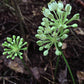 Allium tricoccum - Wild Leek