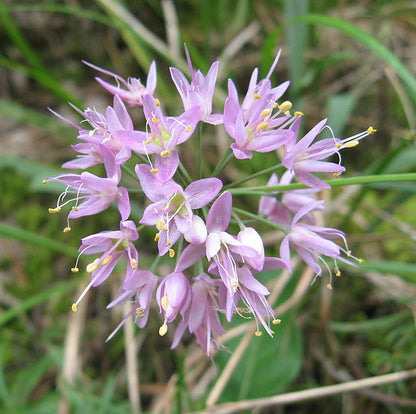 Allium stellatum - Prairie Onion - 38 Plug Tray