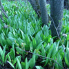 Allium tricoccum - Wild Leek - 38 Plug Tray