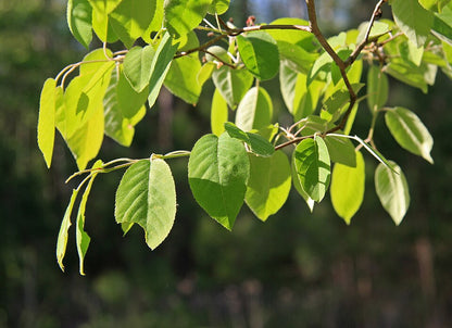 Amelanchier arborea - Serviceberry