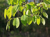 Amelanchier arborea - Serviceberry
