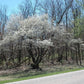 Amelanchier arborea - Serviceberry