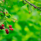 Amelanchier arborea - Serviceberry