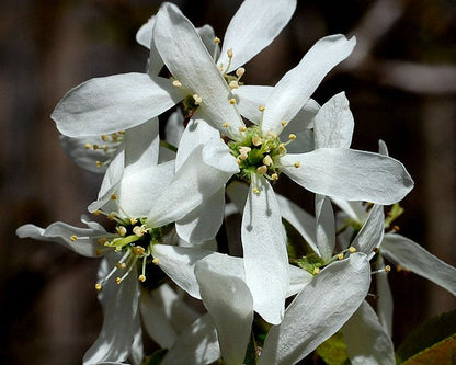Amelanchier laevis - Smooth Serviceberry