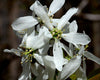 Amelanchier laevis - Smooth Serviceberry