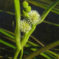 Sparganium americanum - American Bur Reed - 38 Plug Tray