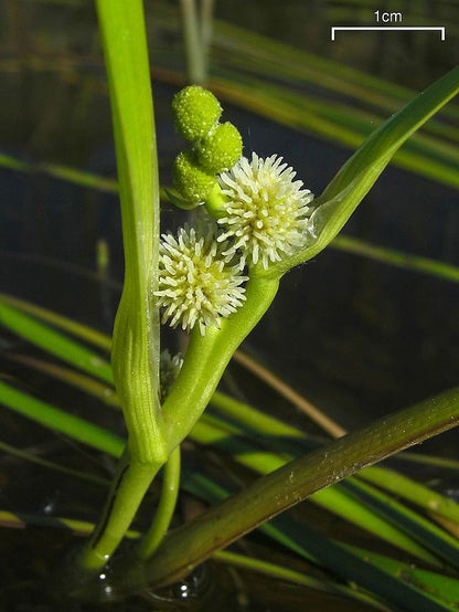 Sparganium americanum - American Bur Reed