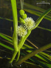 Sparganium americanum - American Bur Reed