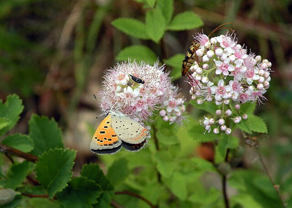 Spiraea alba - Meadowsweet