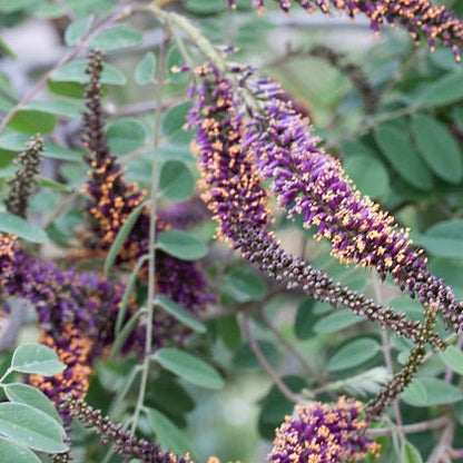 Amorpha canescens - Leadplant - 3" Pot