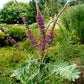 Amorpha canescens - Leadplant