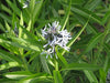 Amsonia illustris - Ozark Bluestar