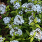 Amsonia tabernaemontana - Eastern Bluestar - 3" Pot