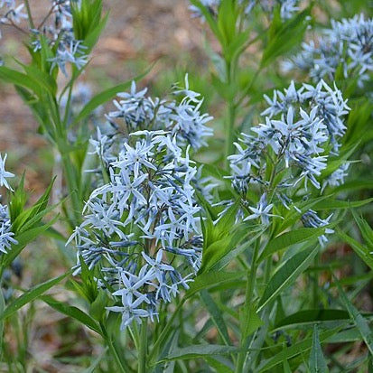 Amsonia tabernaemontana - Eastern Bluestar - 3