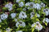 Amsonia tabernaemontana - Eastern Bluestar - 38 Plug Tray