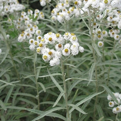 Anaphalis margaritacea - Pearly Everlasting - 38 Plug Tray