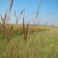 Andropogon gerardii - Big Bluestem - 38 Plug Tray