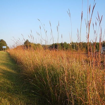 Andropogon gerardii - Big Bluestem - 3" Pot