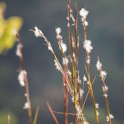 Andropogon virginicus - Broomsedge - 3" Pot